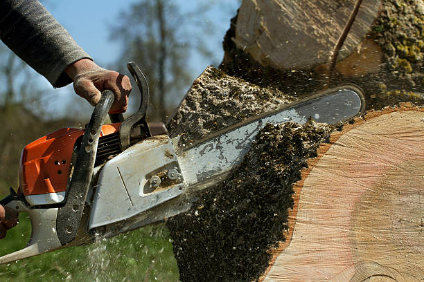 The Steps Involved in Our Tree Care Process in Mount Carmel, PA